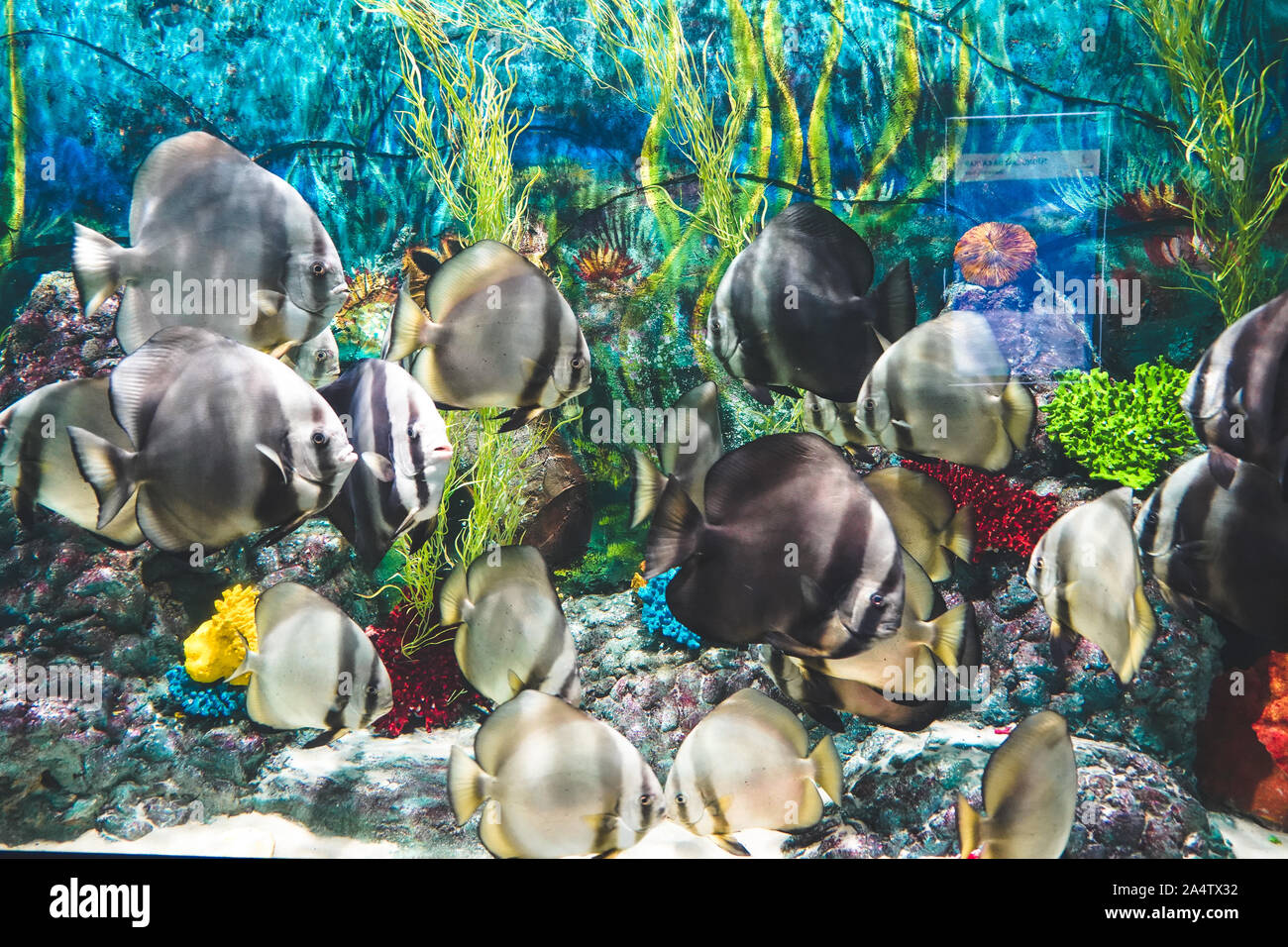 Batfish Longfin pesci swimmin intorno all'oceano acquario serbatoio in Phu Quoc , il Vietnam Foto Stock