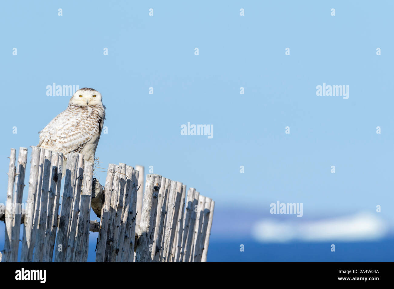 Civetta delle nevi (Bubo scandiacus) appollaiato sulla staccionata in legno con iceberg in background, Cape Bonavista, Bonavista Penisola, Terranova e Labrador, Canada Foto Stock