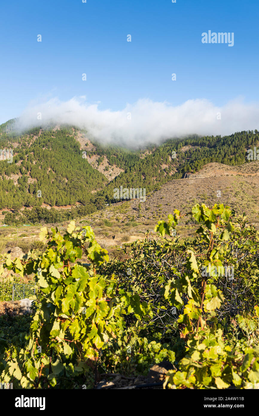 Vigne in un vigneto in Valle Arriba, Santiago del Teide Tenerife, Isole Canarie, Spagna Foto Stock