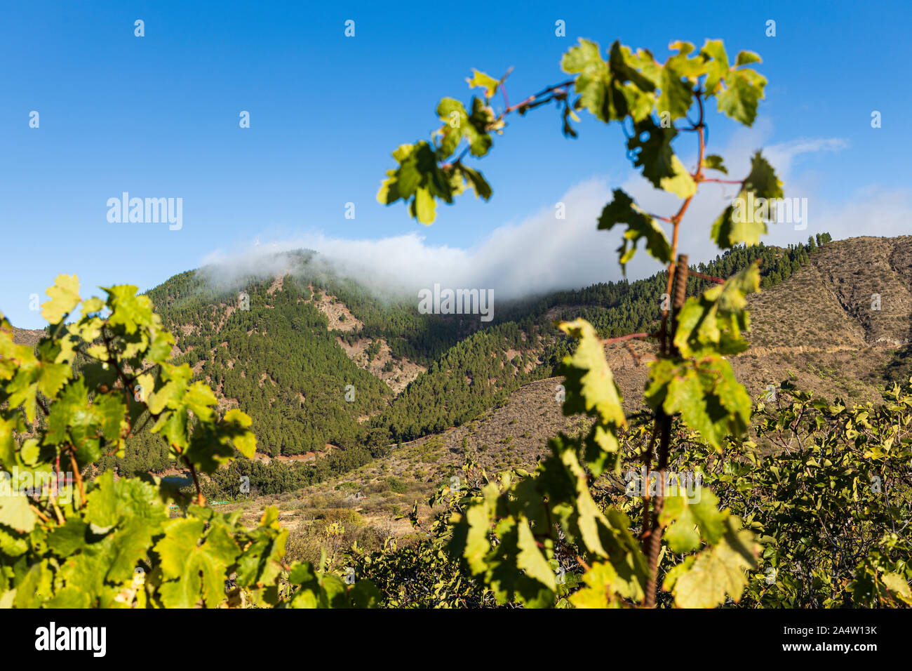 Vigne in un vigneto in Valle Arriba, Santiago del Teide Tenerife, Isole Canarie, Spagna Foto Stock