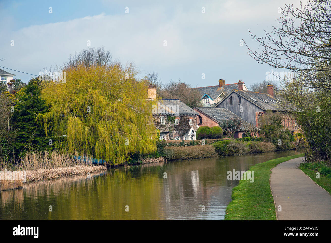 Bude Canal & Willow Tree Foto Stock