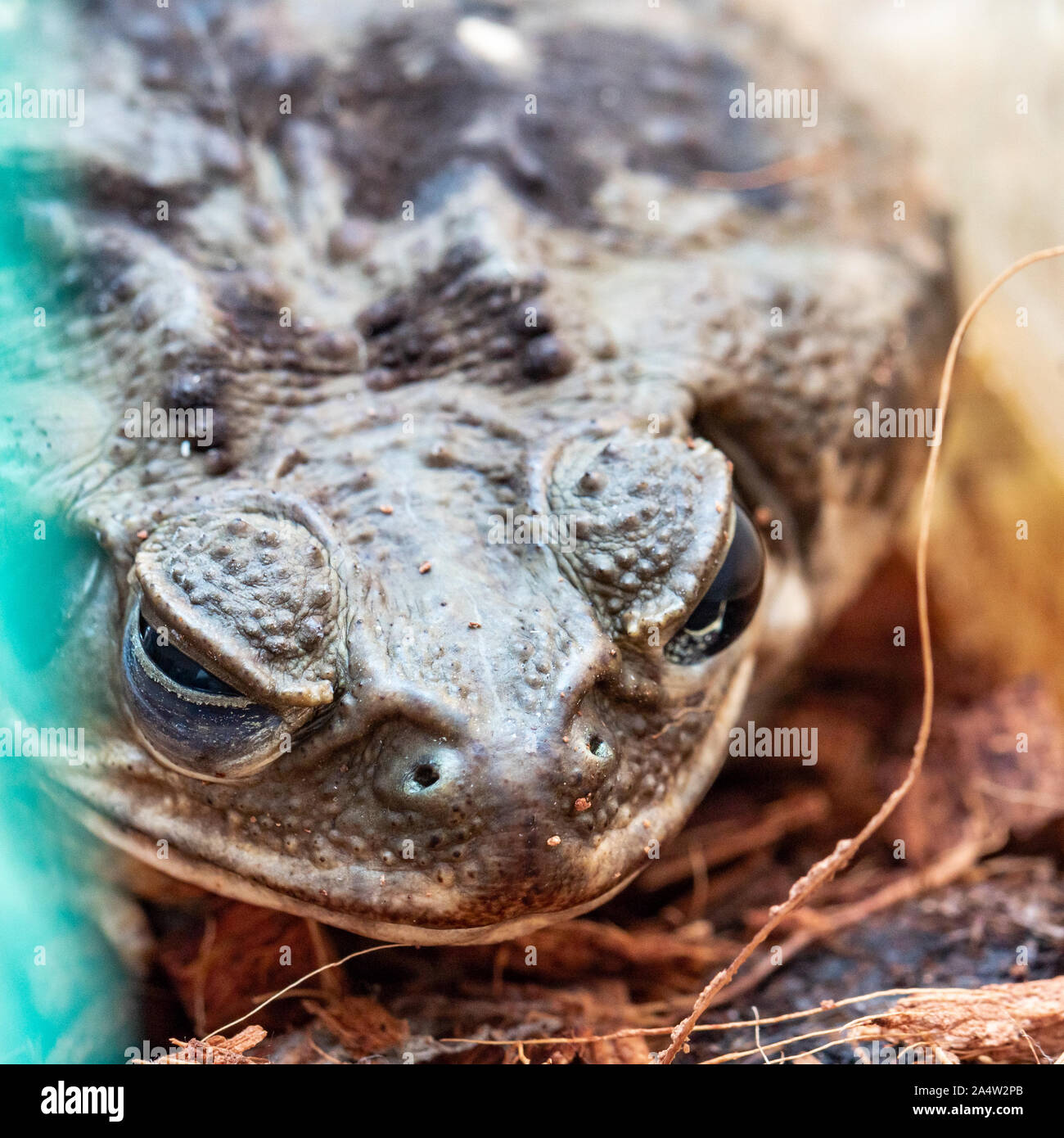 Il rospo marrone testa in acquario Foto Stock