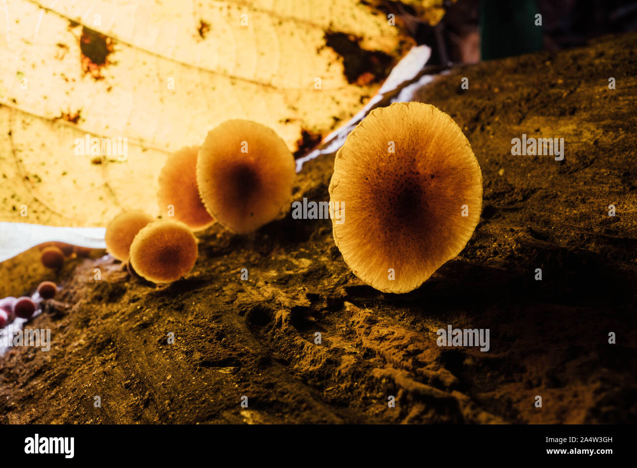 I funghi di bosco Foto Stock