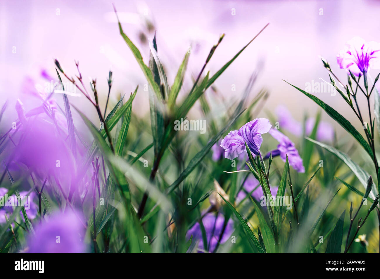 Viola Waterkanon fioriture dei fiori nel giardino Foto Stock