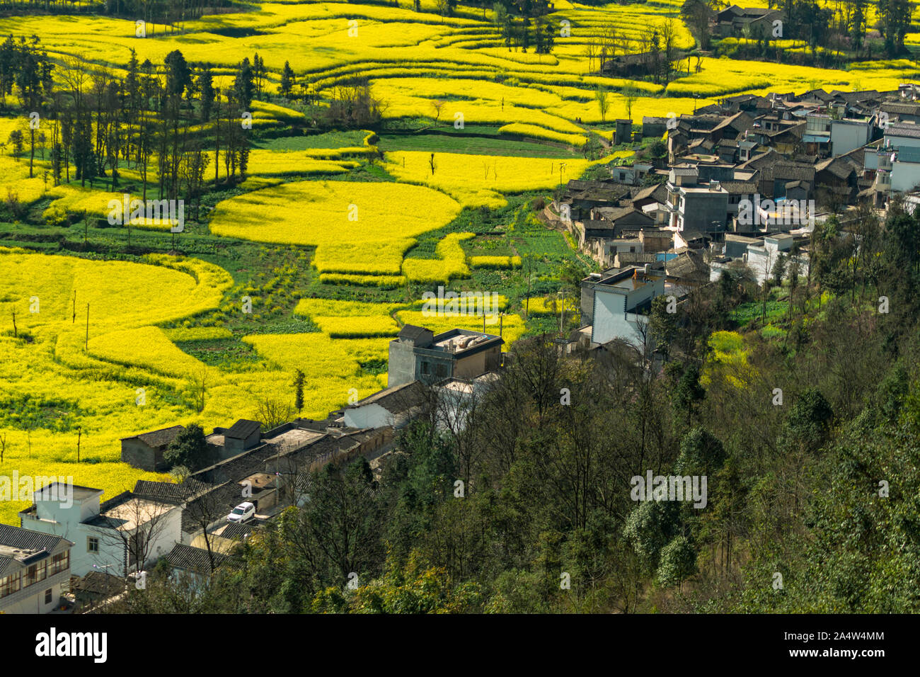 Piccoli villaggi con fiori di colza a lumaca Luositian fattoria campo nella contea di Luoping, Cina Foto Stock