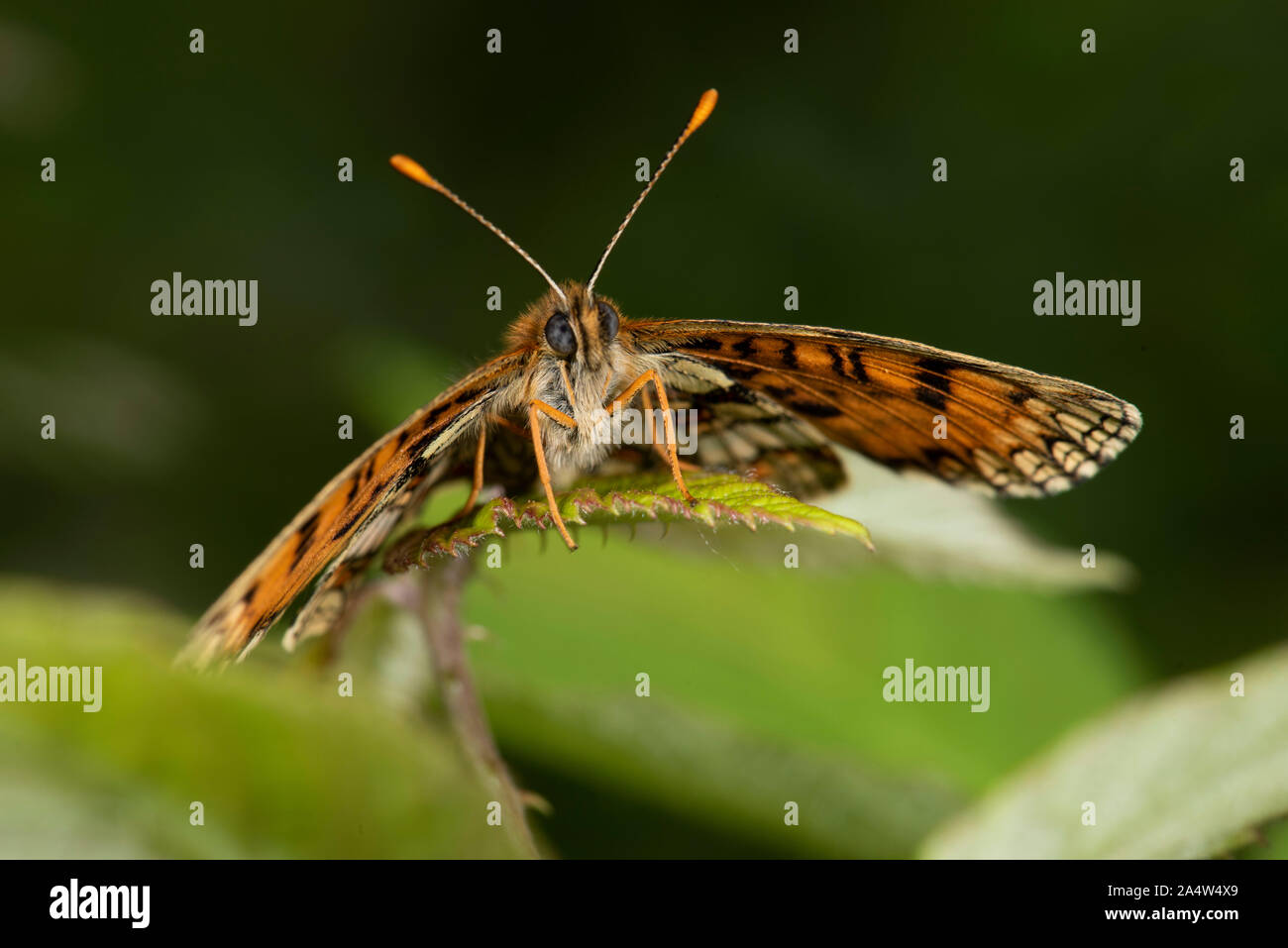 Heath Fritillary Butterfly, Est Blean boschi, Kent REGNO UNITO, alette aperte, uno dei rarissimi UK farfalle, completamente protetto in Gran Bretagna sotto la tabella 5 Foto Stock