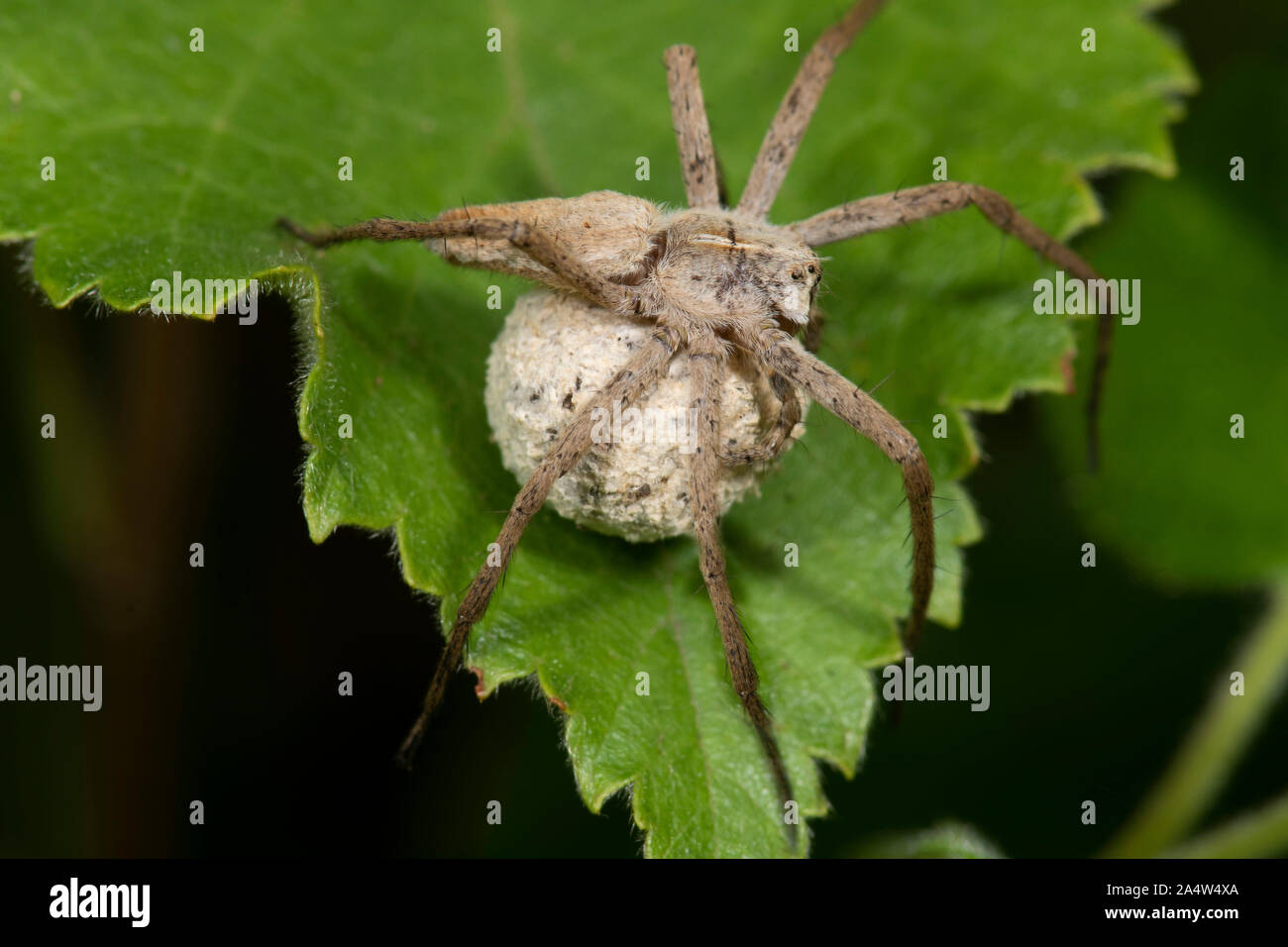 Vivaio Spider Web, Pisaura mirabilis, femmina uovo porta bozzolo, East Blean boschi, Kent REGNO UNITO Foto Stock