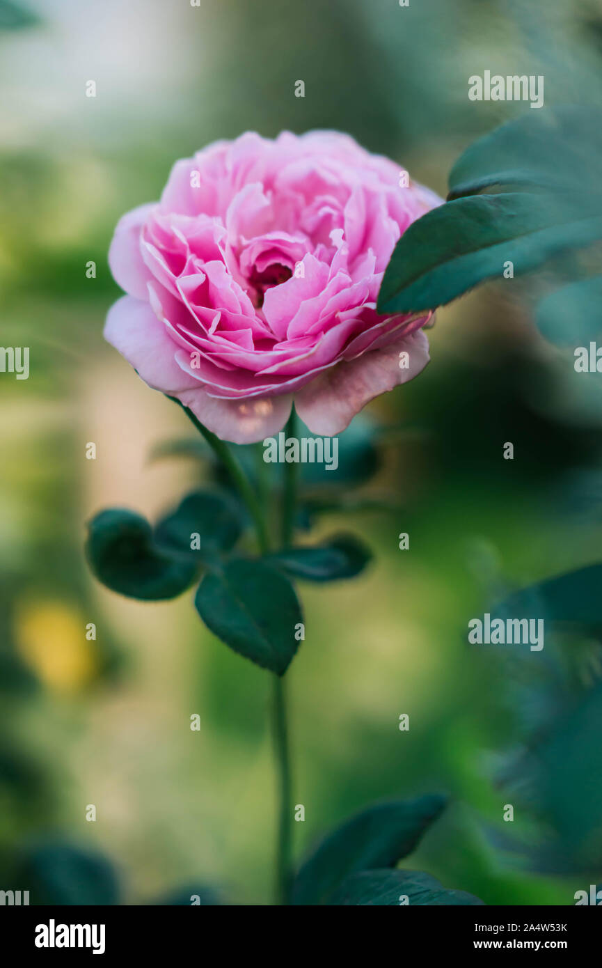 Rosa rosa nel giardino con la sfocatura sullo sfondo Foto Stock