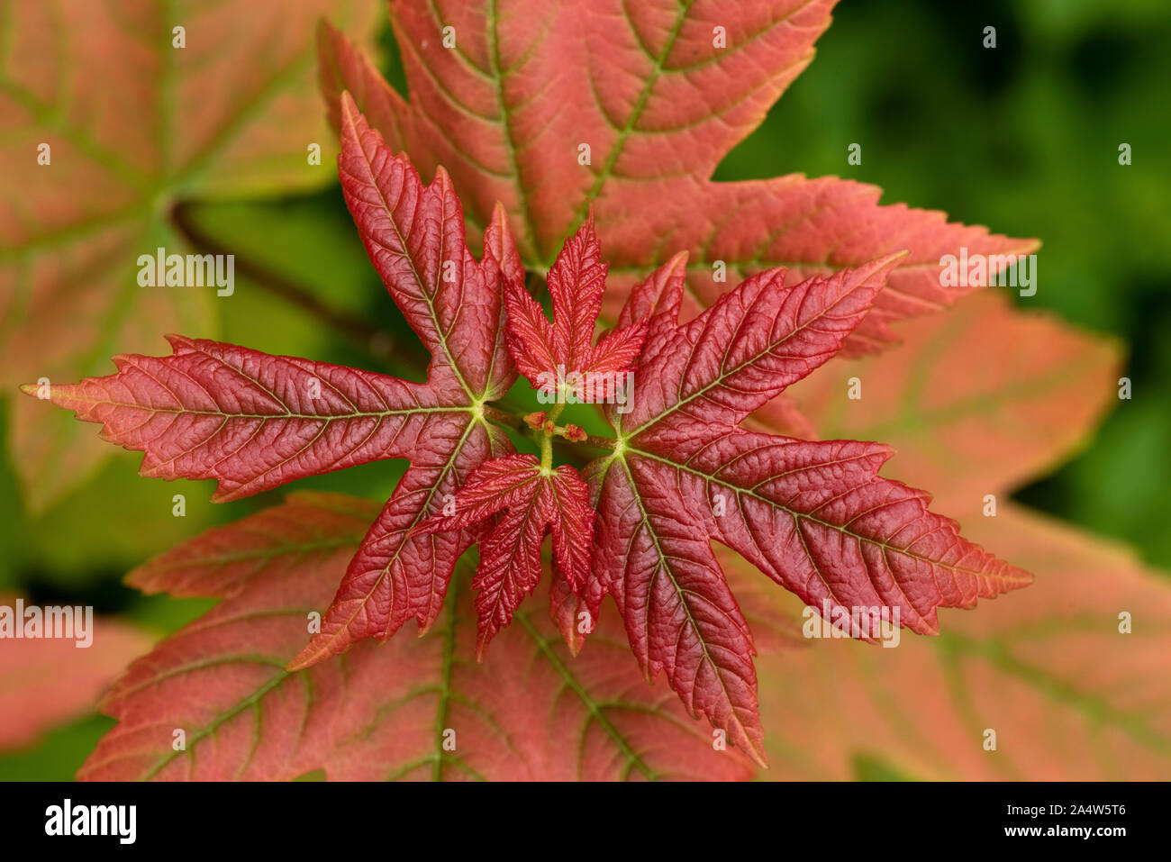 Albero di acero foglie, nuova crescita, colore rosso, larici, Kent Wildlife Trust, REGNO UNITO Foto Stock