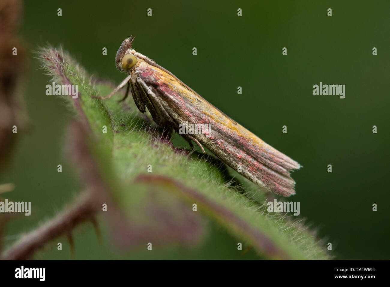 Micro Moth, Oncocera semirubella, Queensdown Warren, Kent Wildlife Trust, Regno Unito, Foto Stock