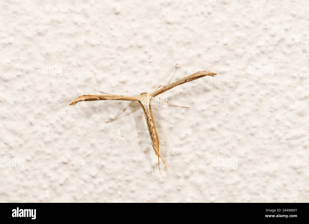 Pennacchio comune Tignola, Emmelina monodactyla, Kent REGNO UNITO, sul muro della casa, Foto Stock