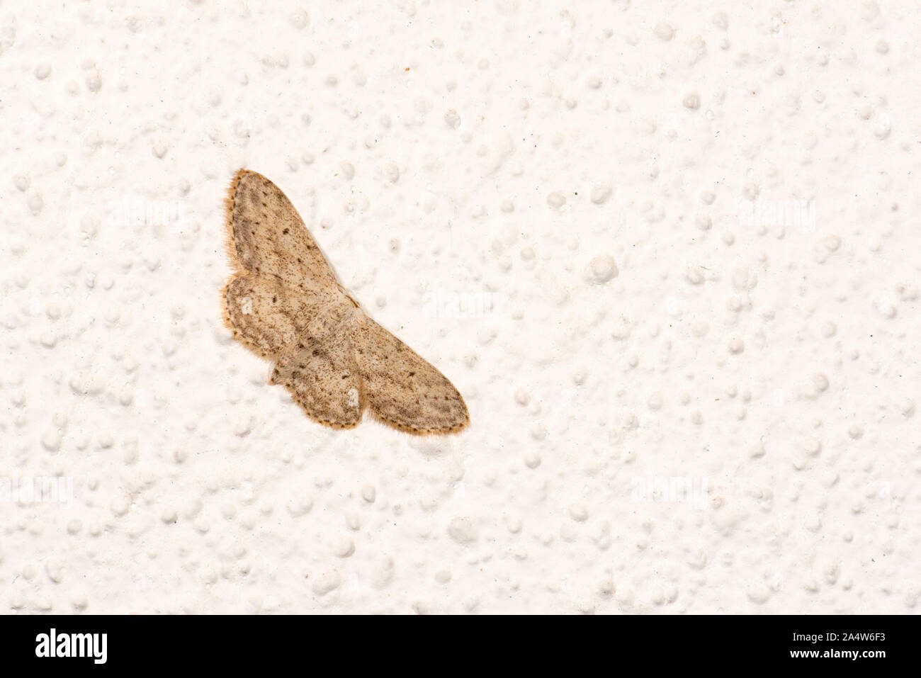 Onda Mullein Moth, Scopula marginepunctata, Kent REGNO UNITO, sul muro della casa, Foto Stock