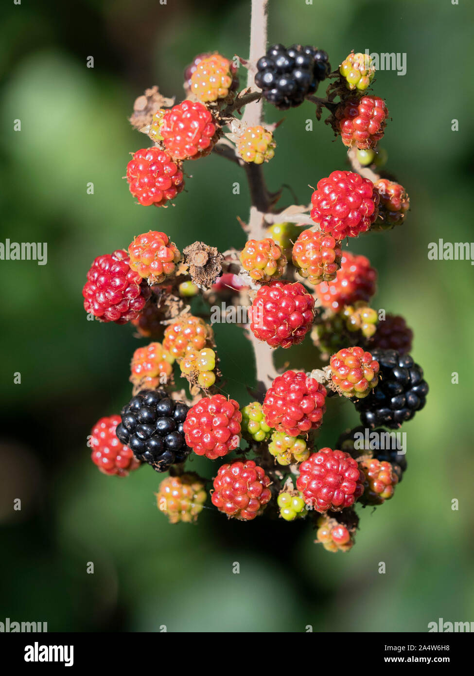 Maturazione selvatici More, specie Rubus, Kent, Regno Unito Foto Stock