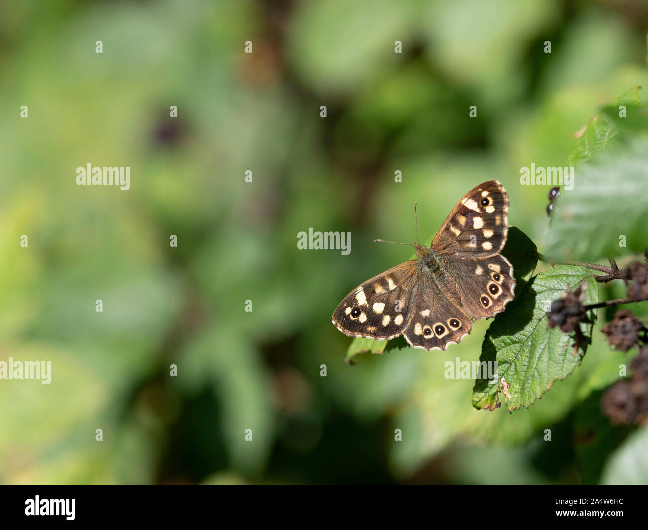 Chiazzato legno Butterfly, Pararge aegeria, Kent, Regno Unito, alette aperte al sole a bordo del bosco Foto Stock