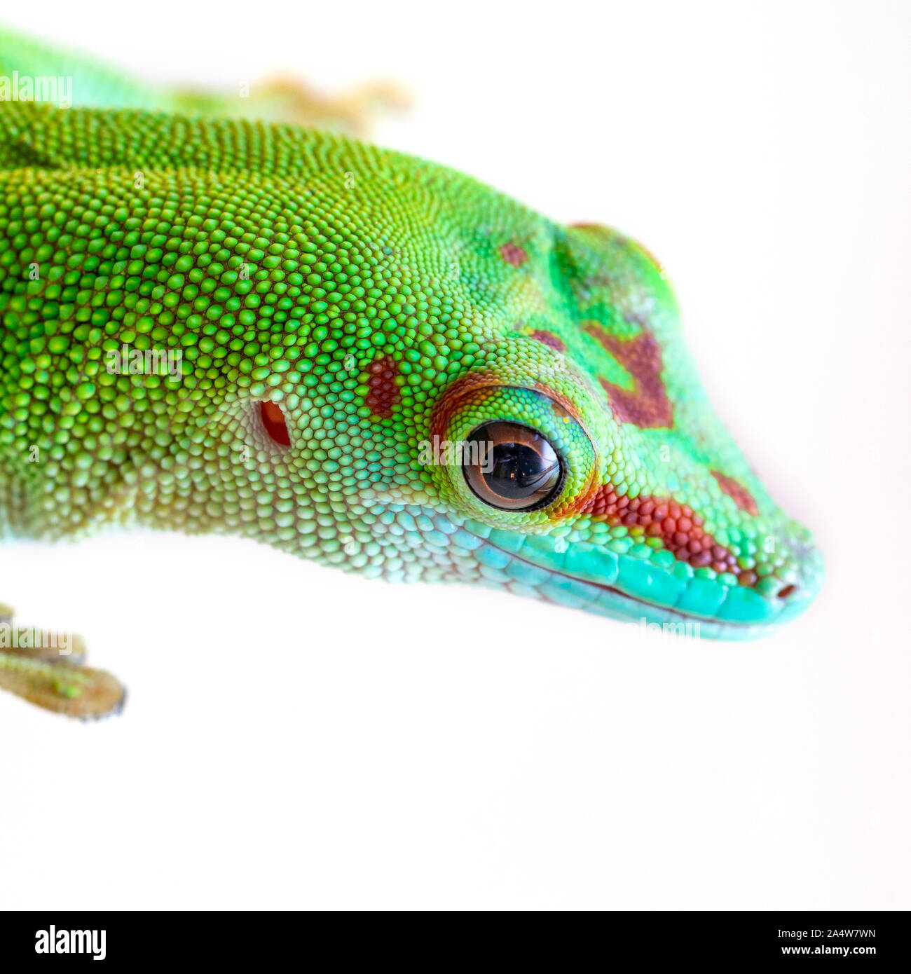 Madagascar testa gecko close-up su sfondo bianco Foto Stock
