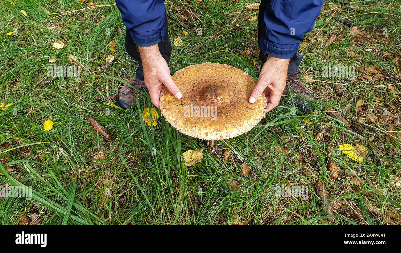 Fungo con un grande cappello nelle mani di un uomo Foto Stock