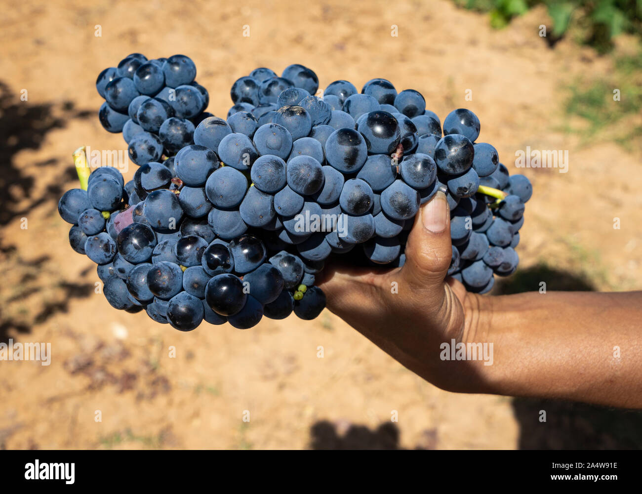 Cluster di grandi dimensioni di appena raccolto di uve dai vigneti della Ribera del Duero area nella provincia di Burgos in Spagna. Foto Stock