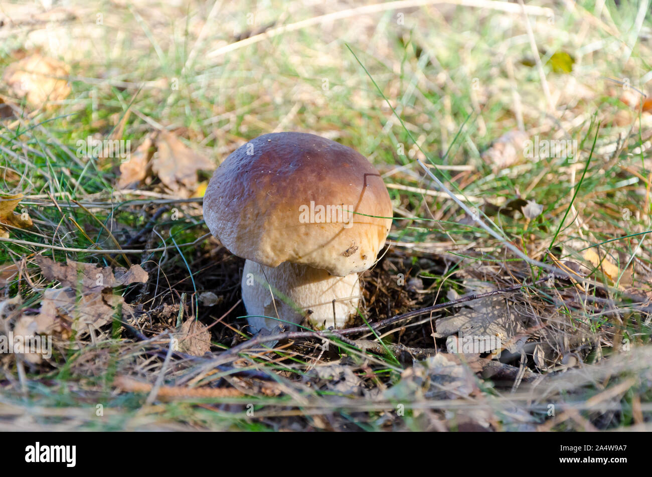 Porcino in foresta Foto Stock