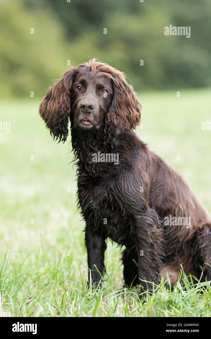 Cocker Spaniel seduta Foto Stock