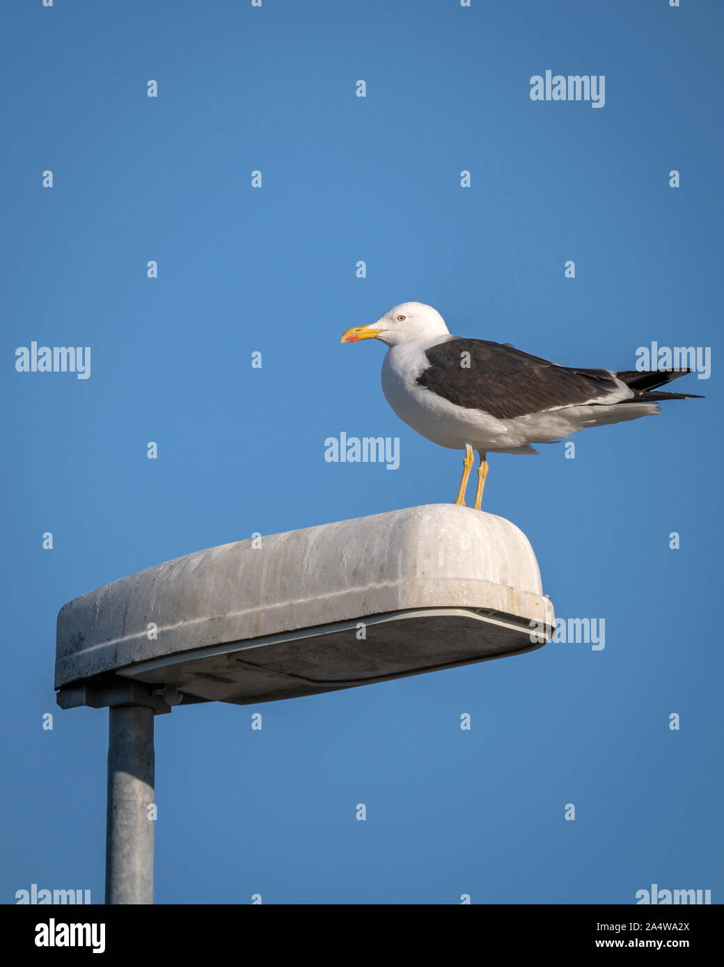Seagull su un lightpost, Islanda Foto Stock