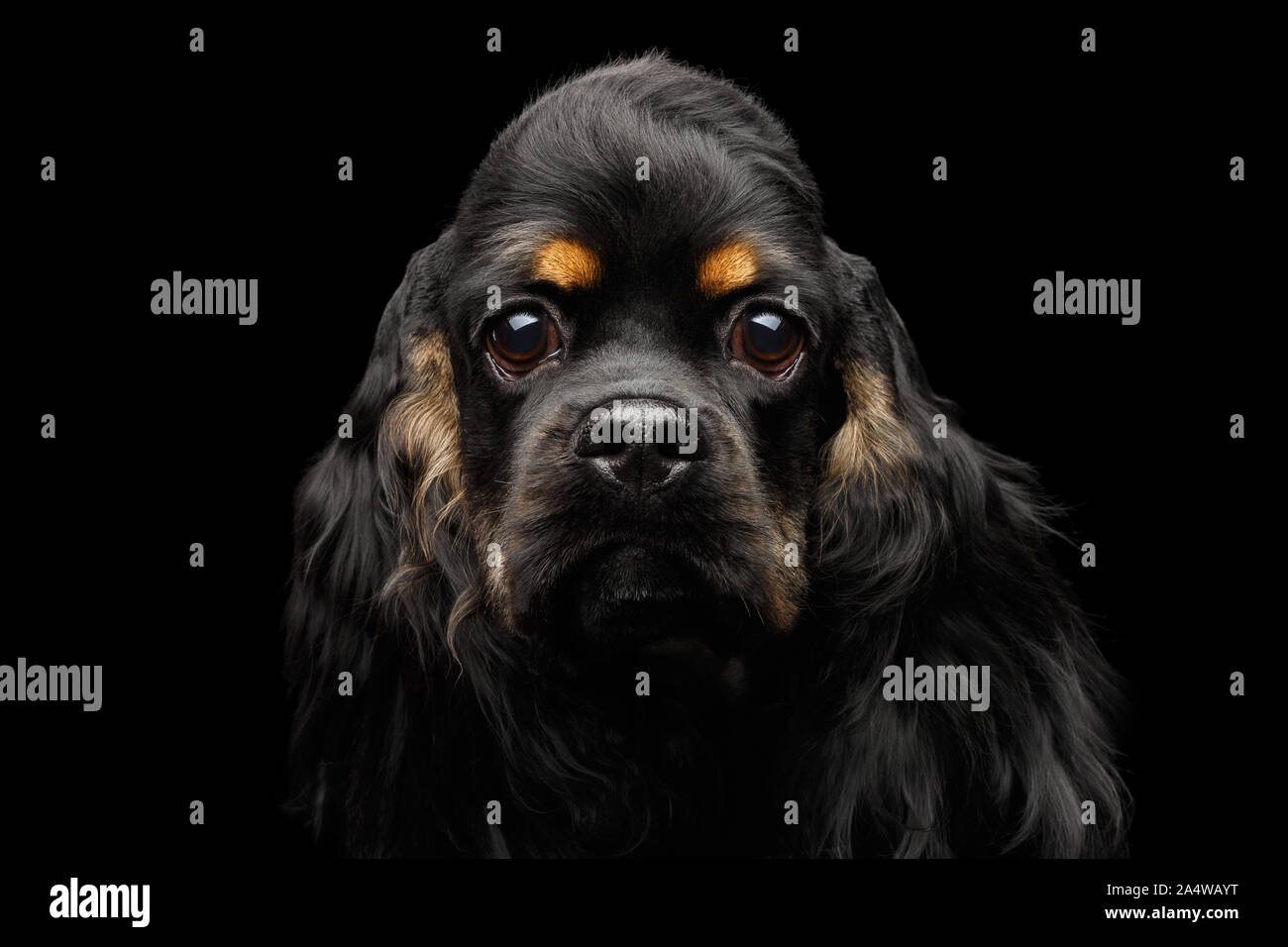 Close-up verticale di inglese cocker spaniel cane con pelliccia orecchie cercando nella telecamera isolata su sfondo nero, vista frontale Foto Stock
