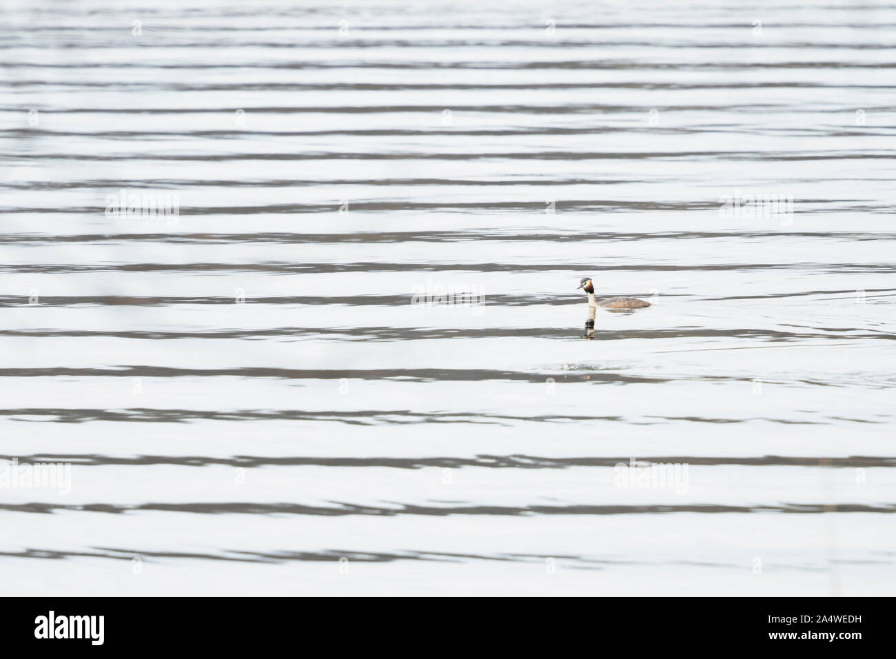 Adulto Svasso maggiore (Podiceps cristatus) nuotare in acqua Foto Stock
