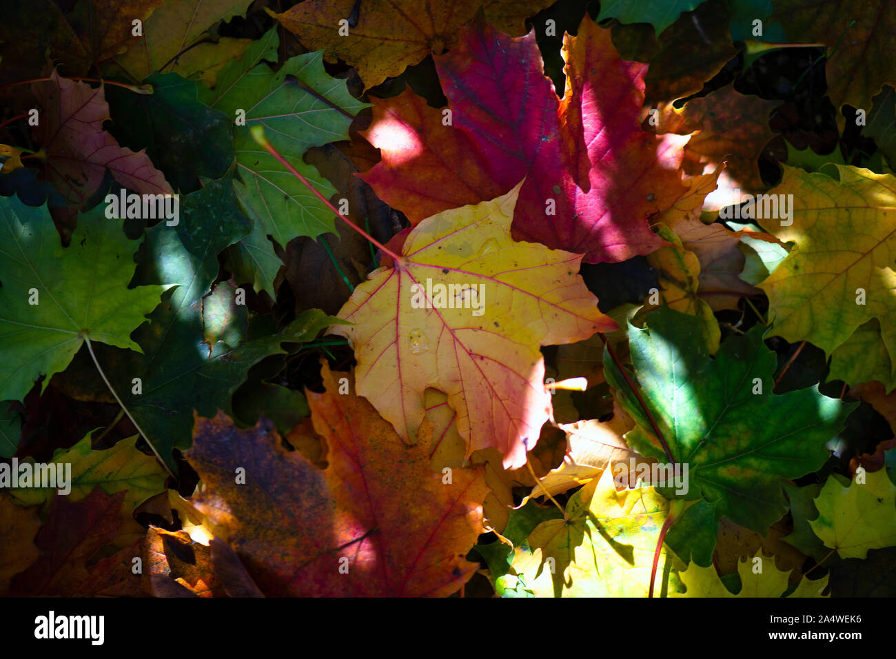 Colore Foglie di autunno nei raggi del sole Foto Stock