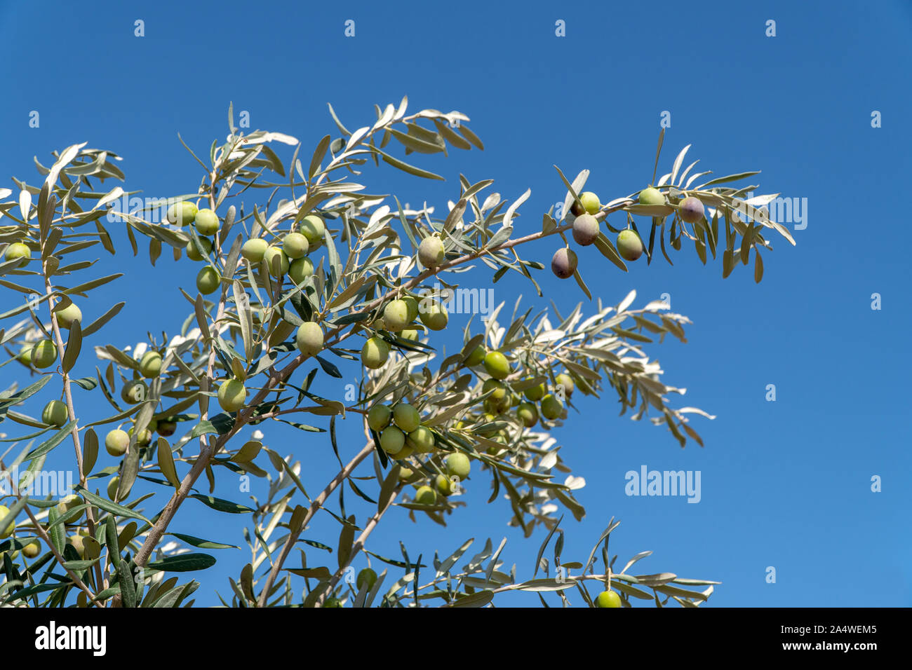 Vista ravvicinata di olive verdi sui rami di alberi con sfondo sfocato Foto Stock