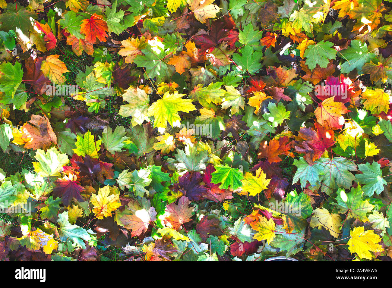 Moltitudine di colori del fogliame di autunno sul terreno Foto Stock