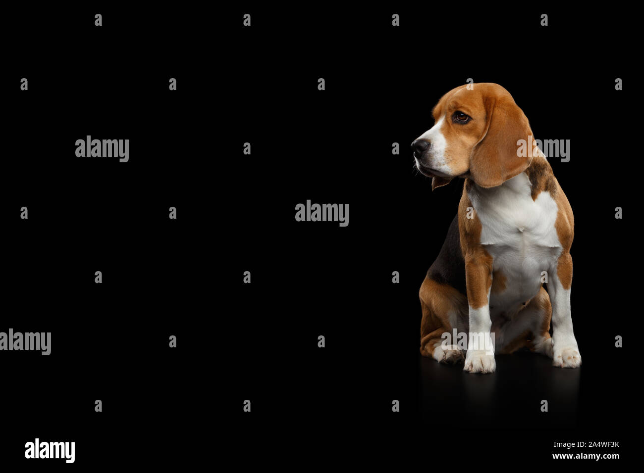 Razza cane Beagle seduto e guardando il lato isolato su sfondo nero, vista di profilo Foto Stock