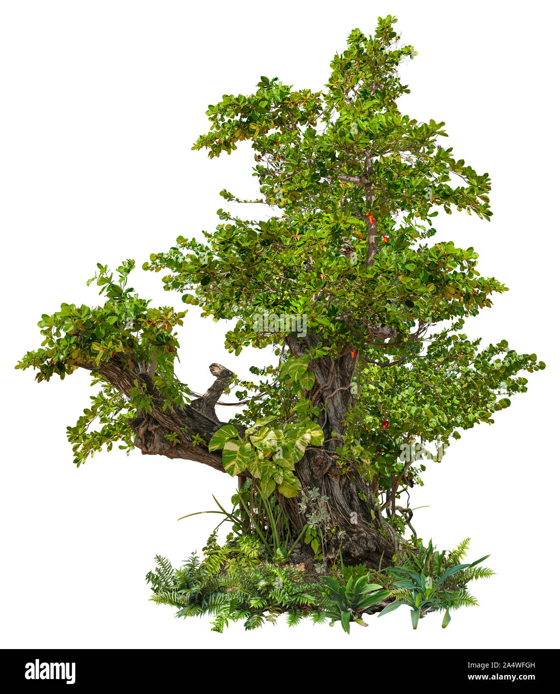 Vecchio albero tropicale isolata su sfondo bianco. Antico tronco di albero coperto con liane. Plumeria albero con fogliame verde. La vegetazione esotica. Foto Stock