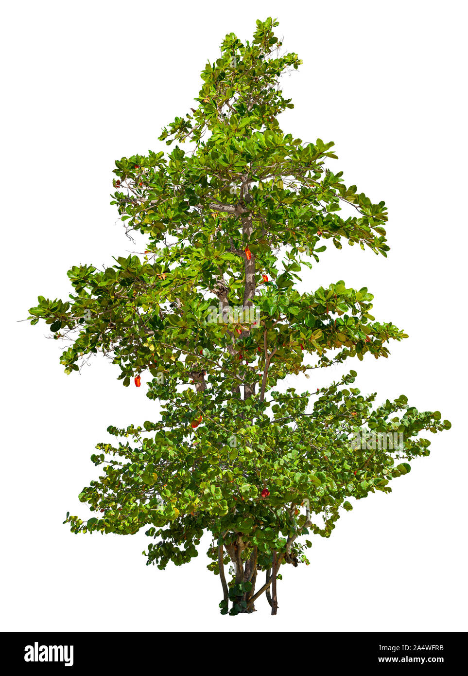 Frondose boccola tropicale isolata su uno sfondo bianco. Plumeria albero con fogliame verde. Esotiche arbusti verdi. Alta qualità di maschera di ritaglio Foto Stock