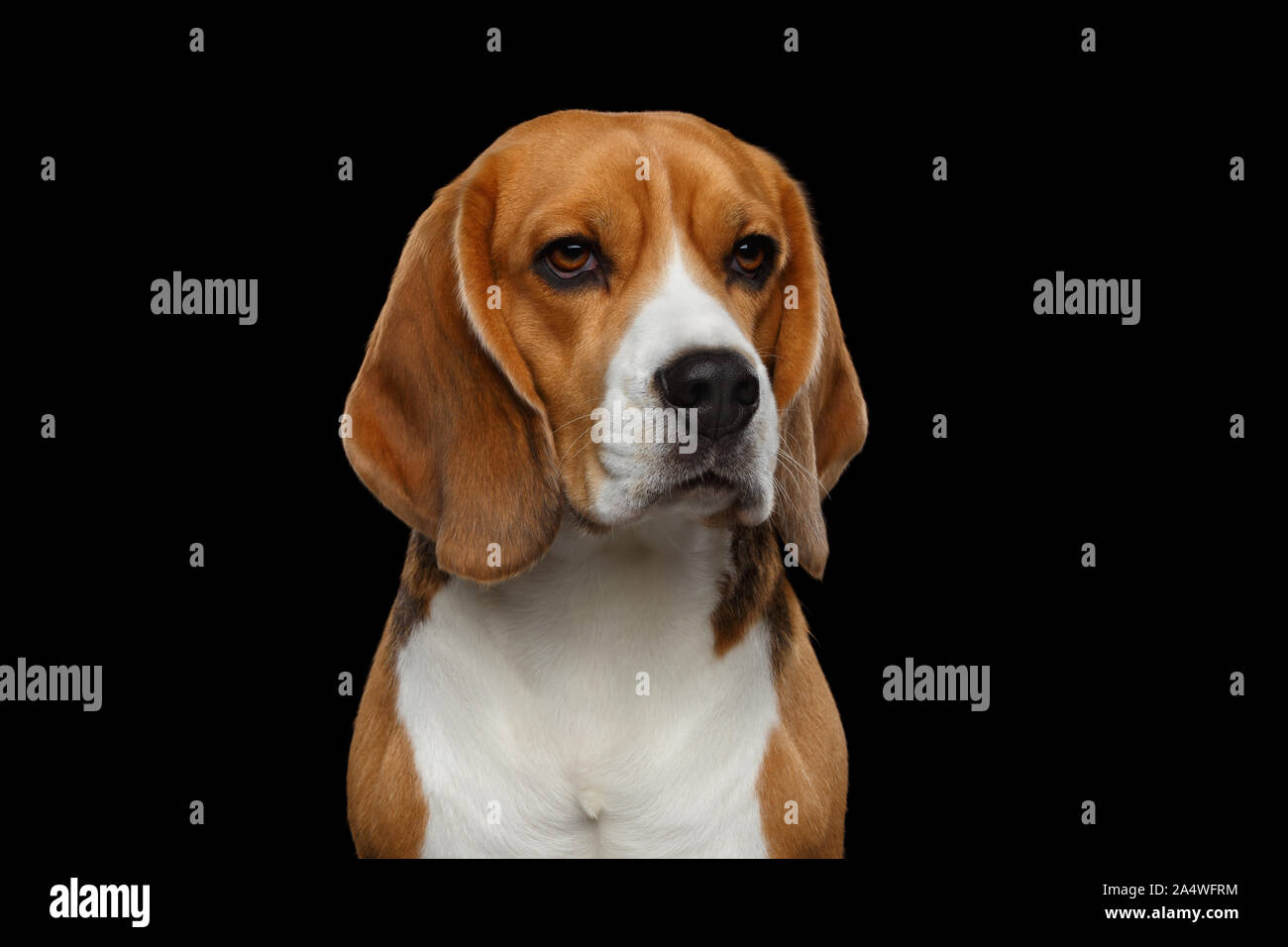 Closeup Ritratto di cane Beagle Satre isolati su sfondo nero in studio Foto Stock