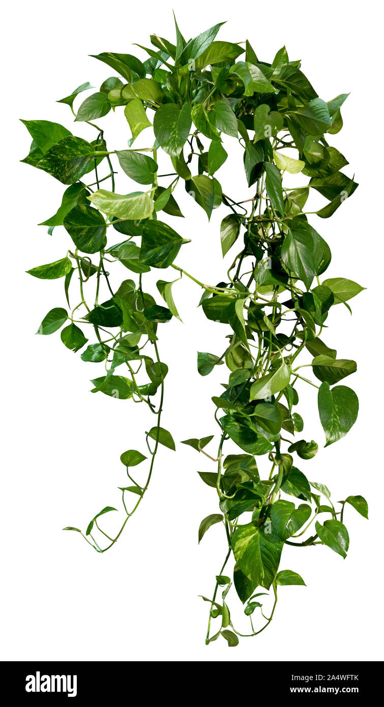 Intaglio vite nella giungla. Ivy con fogliame verde. Pianta rampicante isolati su sfondo bianco. Alta qualità viti selvatiche lascia per la composizione professionale. Foto Stock