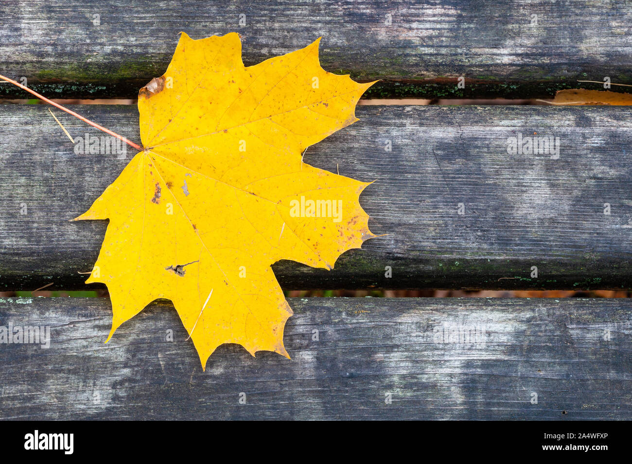 Vista superiore della gialla singola Foglia di acero sul grigio bagnato panca in legno nel parco della città nel tardo autunno Foto Stock