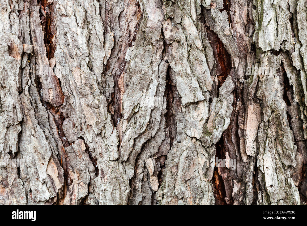 Consistenza naturale - corteccia incrinata sul vecchio tronco di larice ( Larix sibirica) close up Foto Stock