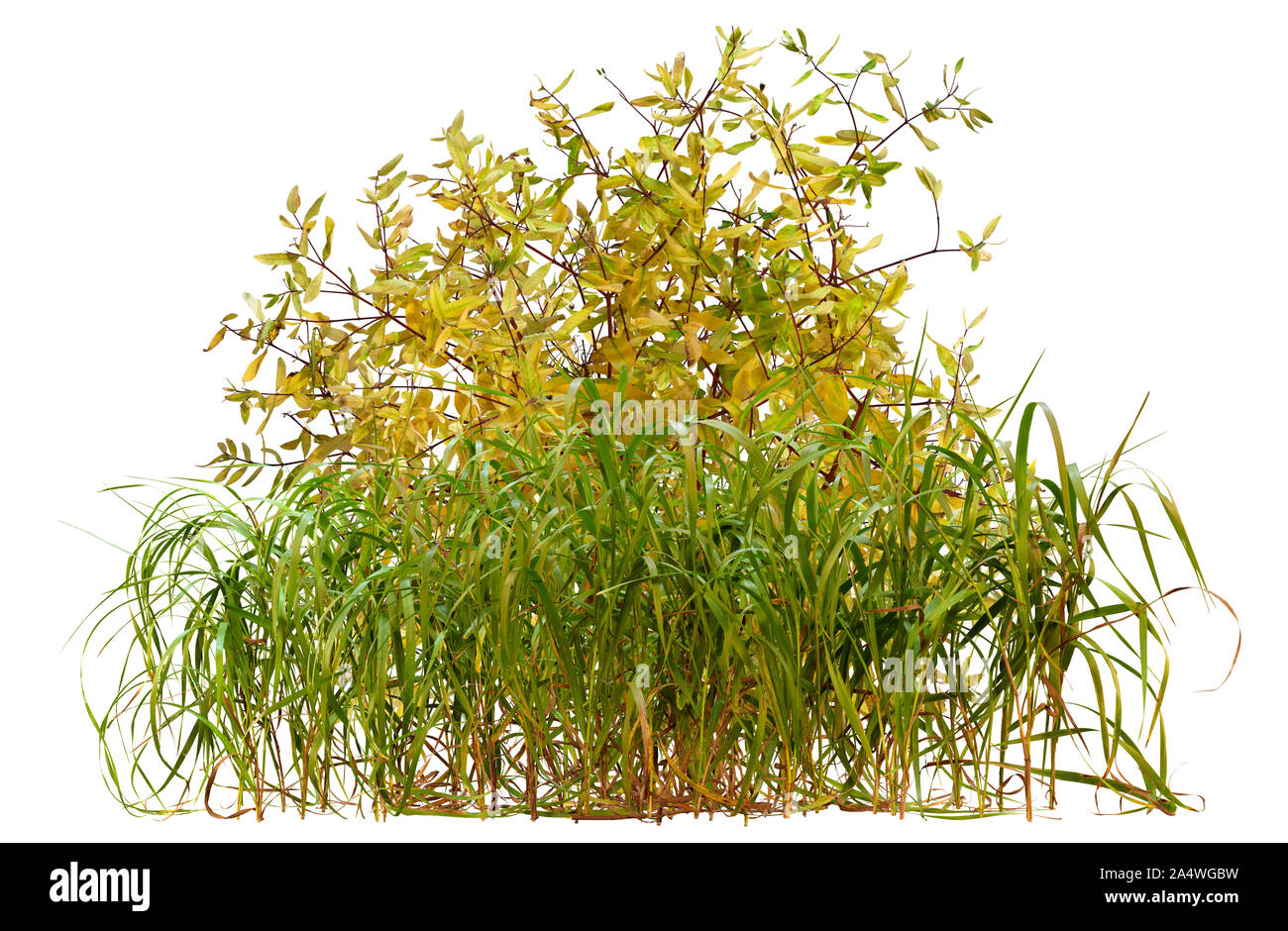 Ritaglio delle piante selvatiche. Mix di erba e foglie isolati su sfondo bianco. Boccola gialla in autunno. Alta qualità di maschera di ritaglio. Foto Stock