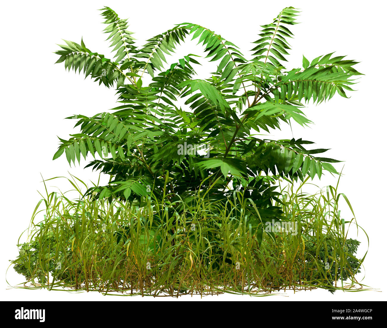 Ritaglio delle piante selvatiche. Mix di erba e foglie verdi isolati su sfondo bianco. Boccola di erba verde e frondosa pianta. Alta qualità di maschera di ritaglio. Foto Stock