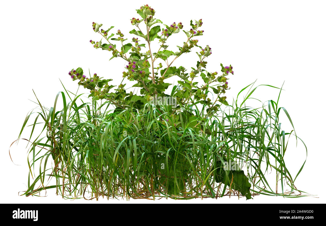 Ritaglio delle piante selvatiche. Mix di erba e fiori selvaggi isolati su sfondo bianco. Boccola di erba verde e il Thistle. Alta qualità di maschera di ritaglio. Foto Stock