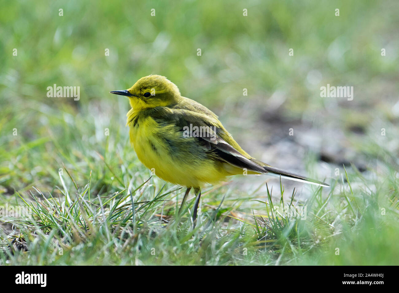 Wagtail giallo, Motacilla flava, maschio, Elmley paludi, Kent REGNO UNITO, Elmley Riserva Naturale, Visitatore del Regno Unito, in via di estinzione Foto Stock