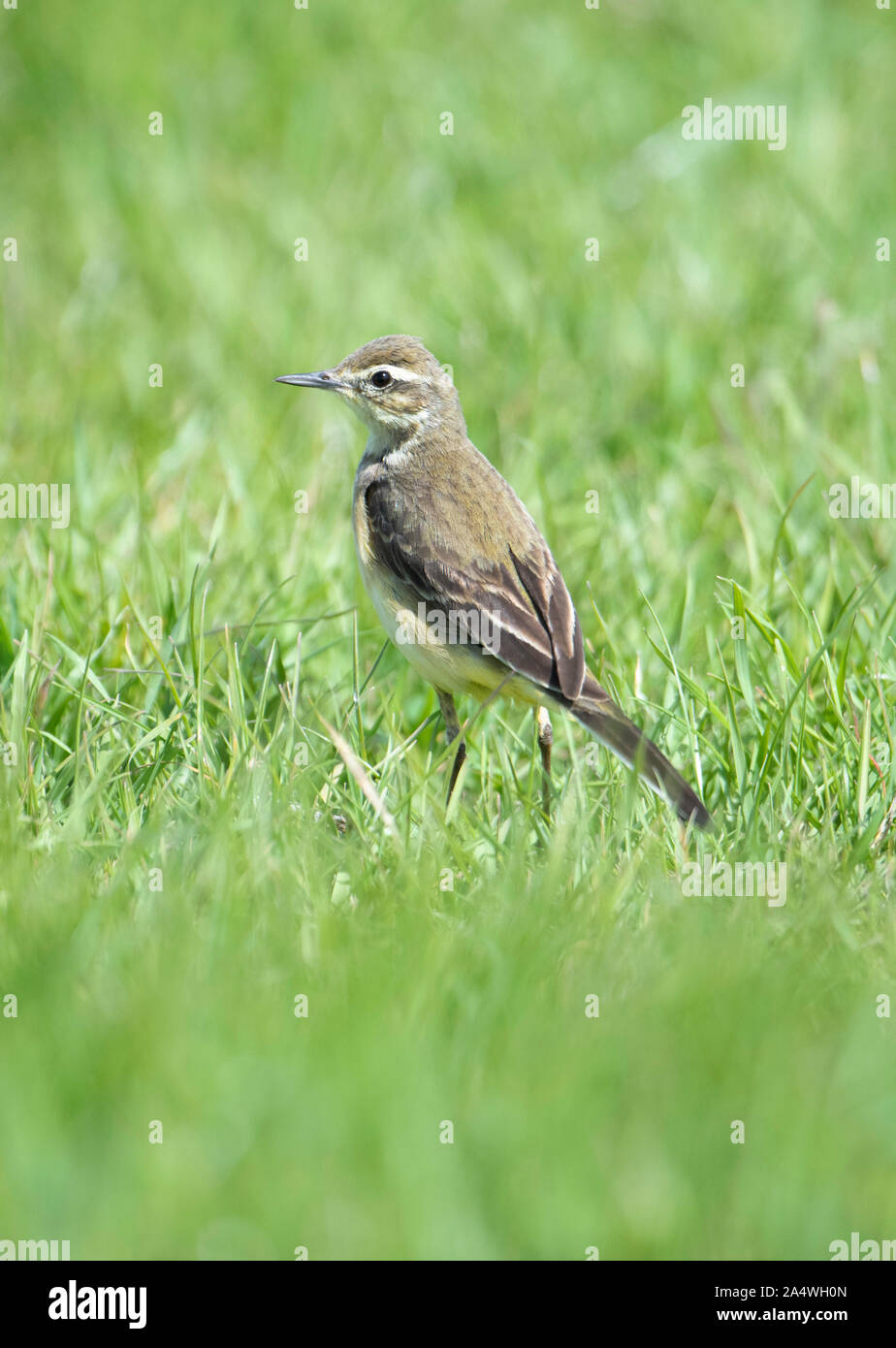 Wagtail giallo, Motacilla flava, Femmina, Elmley paludi, Kent REGNO UNITO, Elmley Riserva Naturale, Visitatore del Regno Unito, in via di estinzione Foto Stock