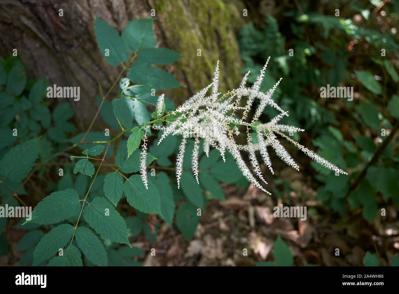 Cremoso- fiori bianchi di Aruncus dioicus impianto Foto Stock