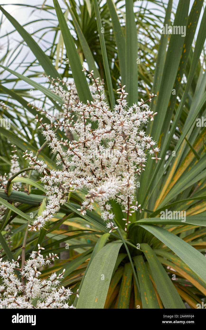 Infiorescenza bianco di Cordyline australis palm Foto Stock