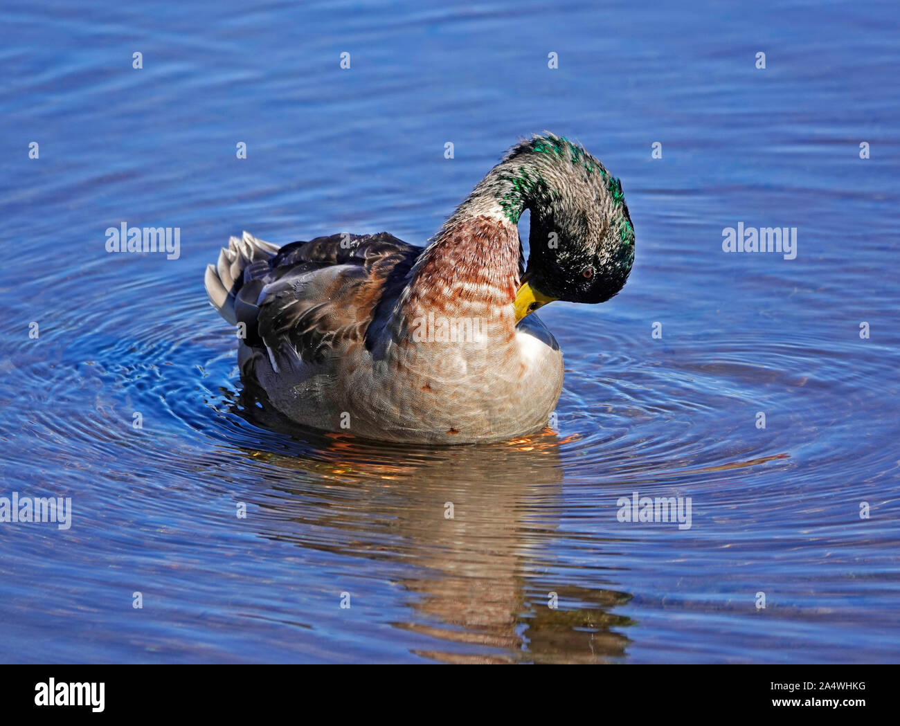 Ritratto di un maschio o drake Mallard duck, Anas platyrhynchos, sul fiume Deschutes, Oregon, nel Pacifico Flyway. Foto Stock