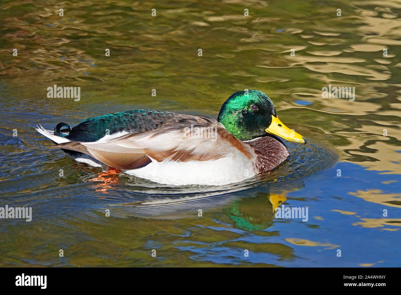 Ritratto di un maschio o drake Mallard duck, Anas platyrhynchos, sul fiume Deschutes, Oregon, nel Pacifico Flyway. Foto Stock