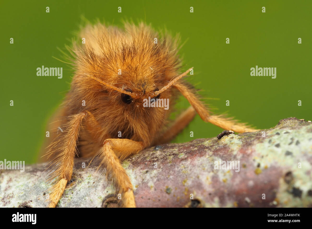 Oro femminile falena Swift (Phymatopus hecta) appollaiato sul ramo di albero. Tipperary, Irlanda Foto Stock