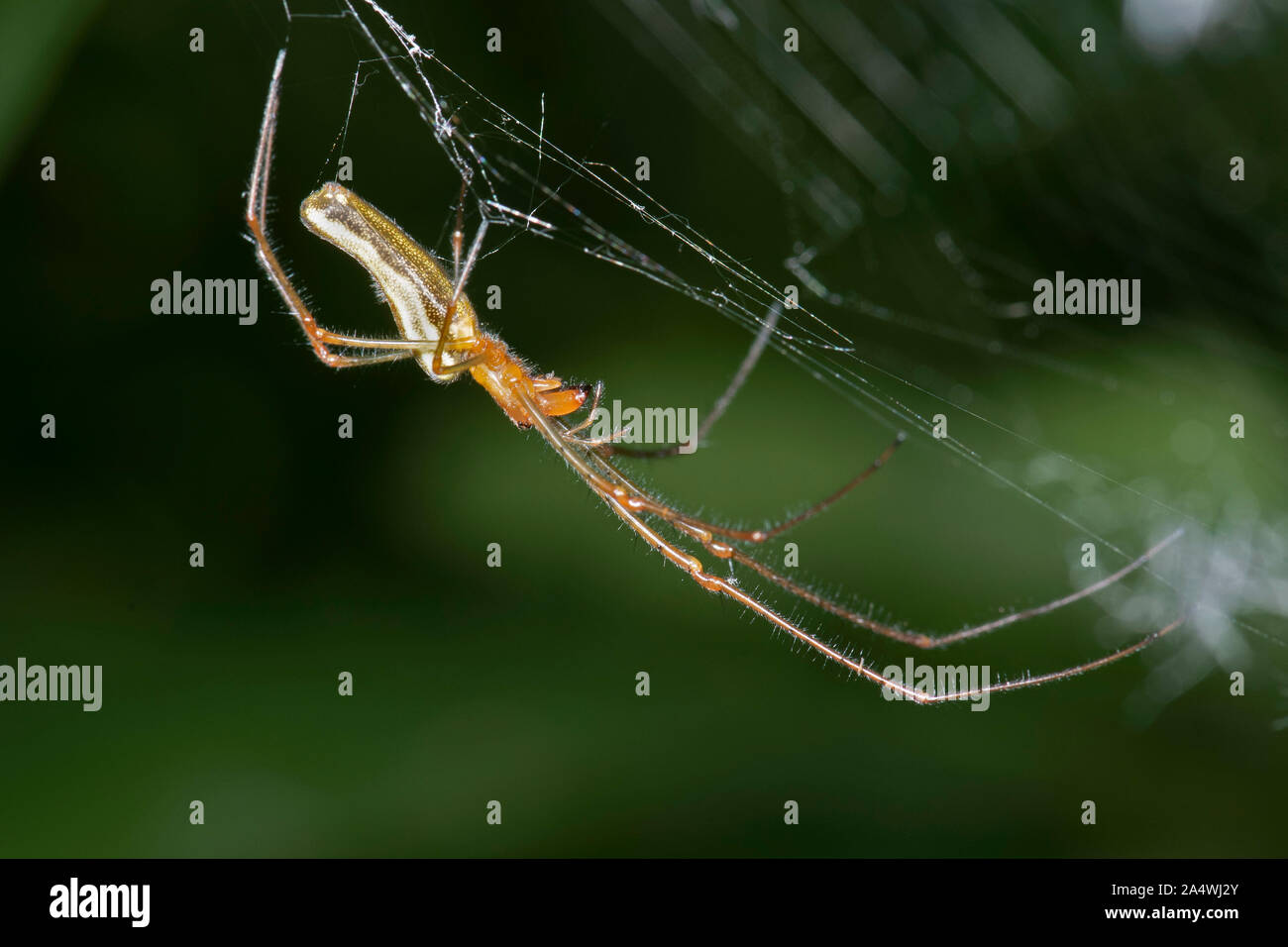 Ganasce lunghe Orbweaver Spider, Tetragantha montana, Stodmarsh Riserva Naturale, Kent REGNO UNITO Foto Stock
