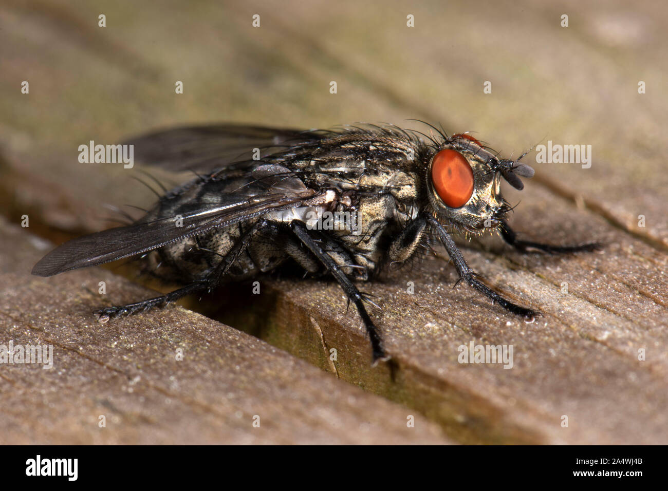 Carne volare, Sarcophagidae sp, Stodmarsh Riserva Naturale, Kent, Regno Unito sulla recinzione di legno Foto Stock