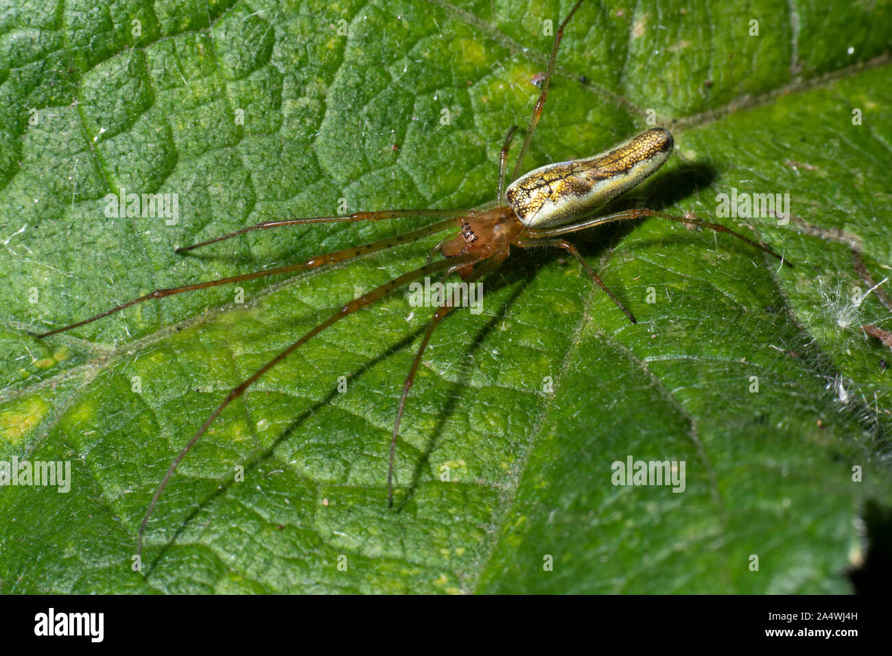 Ganasce lunghe Orbweaver Spider, Tetragantha montana, Stodmarsh Riserva Naturale, Kent REGNO UNITO Foto Stock