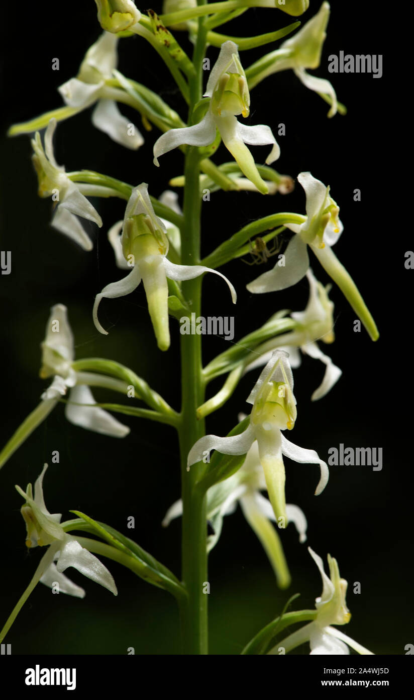 Maggiore Butterfly Orchid, Platanthera chlorantha, Monkton Riserva Naturale, Kent REGNO UNITO, nel bosco Foto Stock